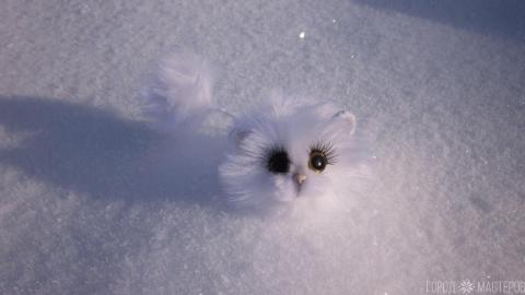 Белоруский тушкан, подвид мексиканского тушкана. - 2